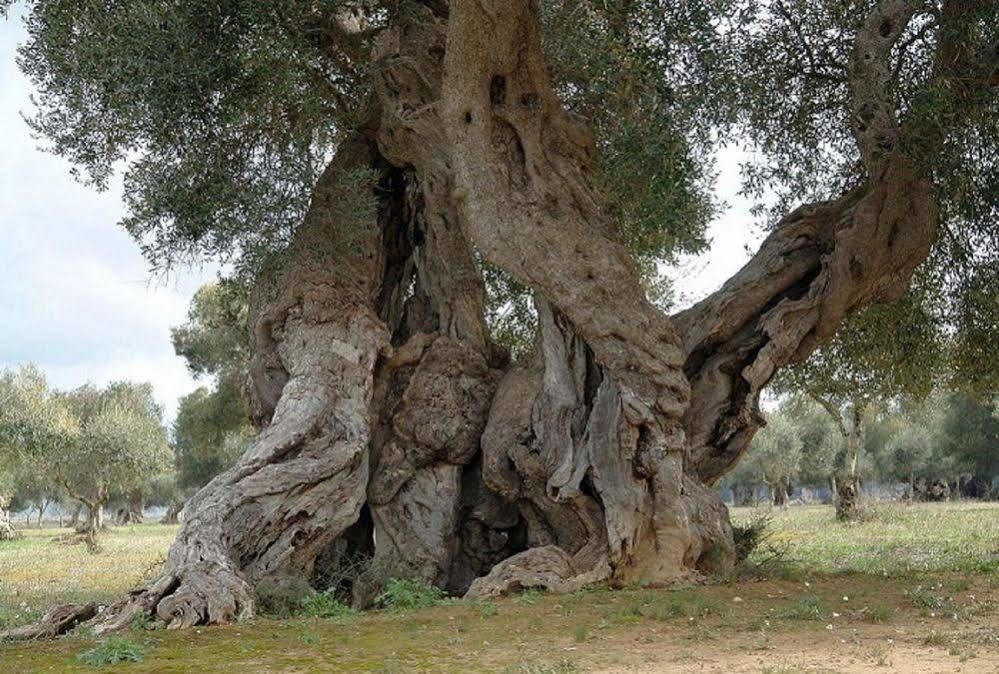 Bio-Agriturismo Masseria La Palombara Salve Exteriér fotografie
